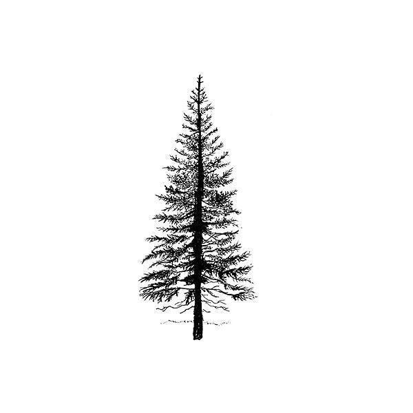 a black and white photo of a pine tree