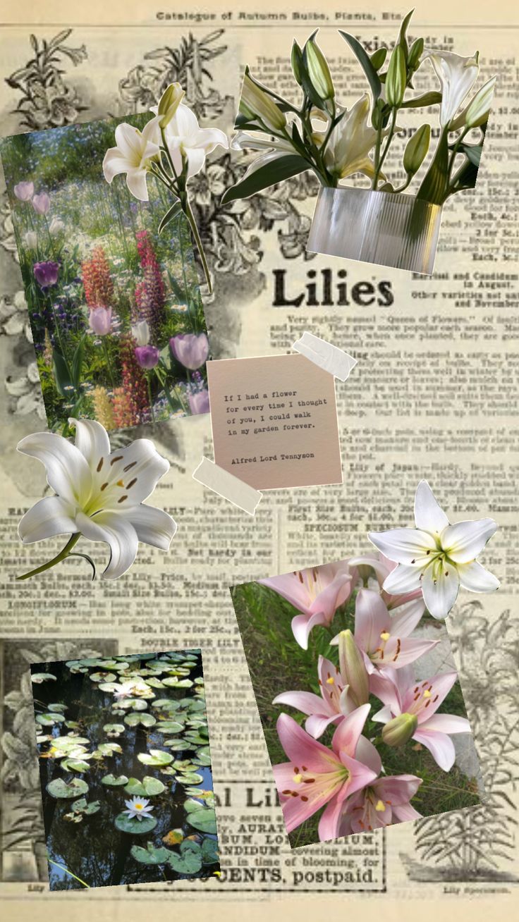 collage of lilies on an old newspaper