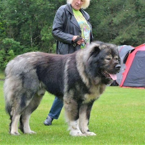 a woman standing next to a large black and gray dog on top of a lush green field