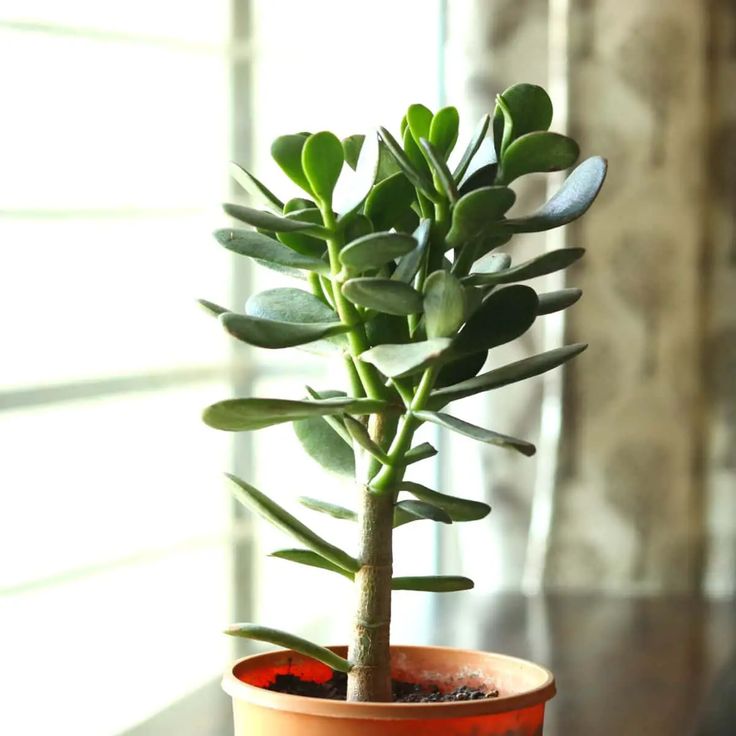 a small potted plant sitting on top of a wooden table next to a window