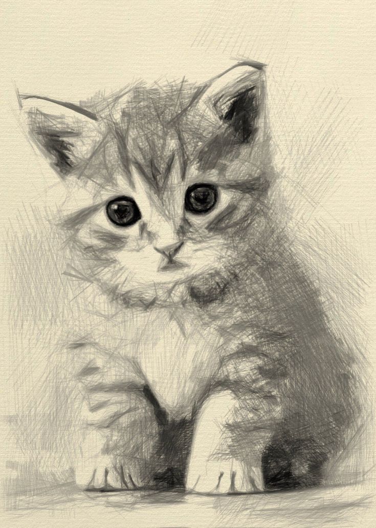 a pencil drawing of a kitten sitting on the ground