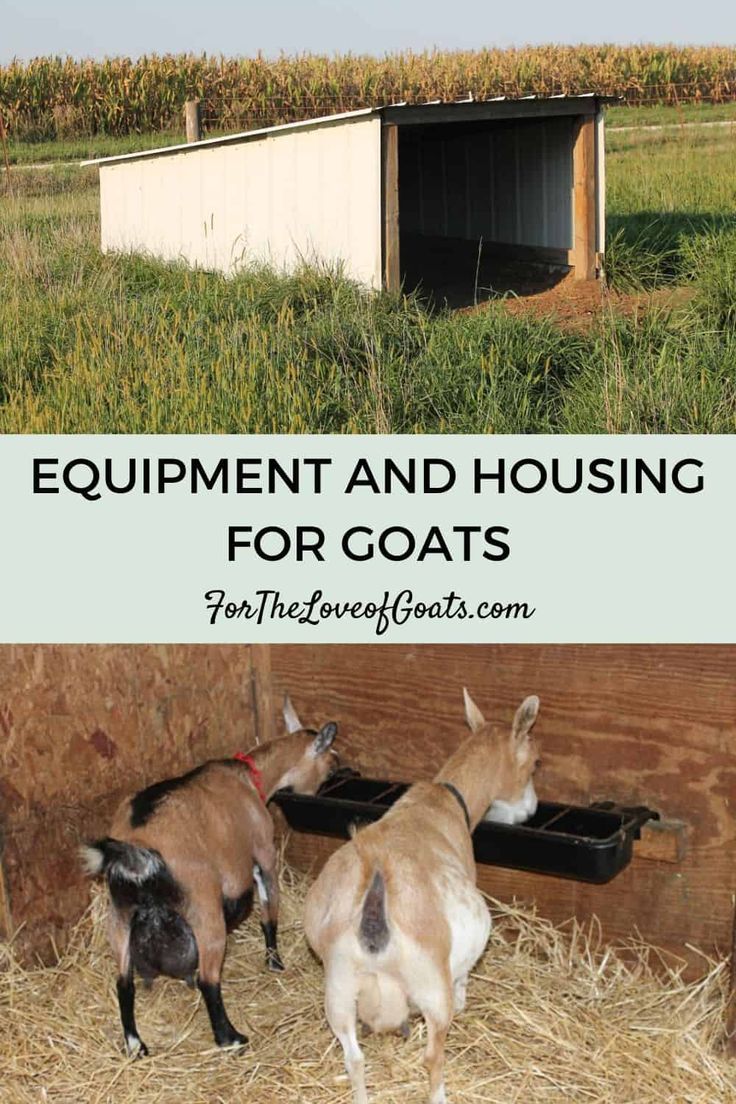 two goats standing in hay with the words equipment and housing for goats on top of them