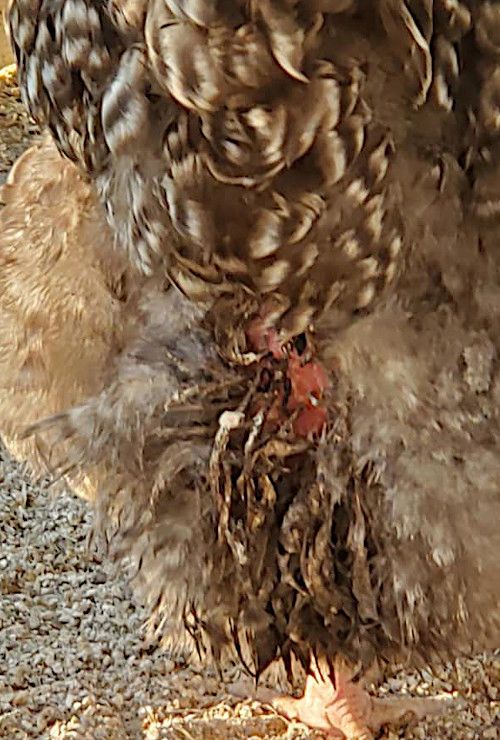 a close up of an owl on the ground