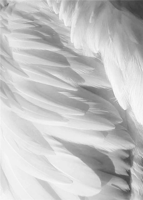 the back end of a large white bird's wing with long, feathery feathers