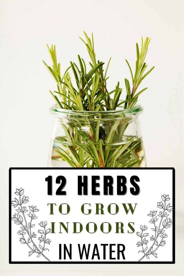 herbs in a glass jar with text overlay that reads, 12 herbs to grow indoors in water