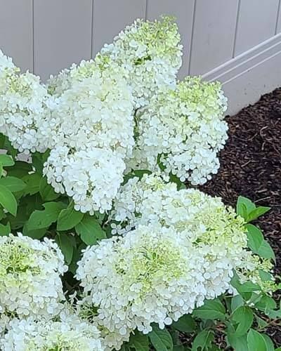 white flowers are blooming in front of a house