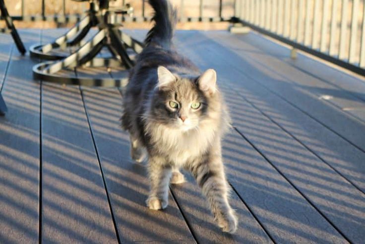 a cat walking across a wooden deck next to benches