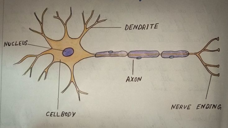 an image of a diagram of the inside of a human nervous system, including axn and dendrate