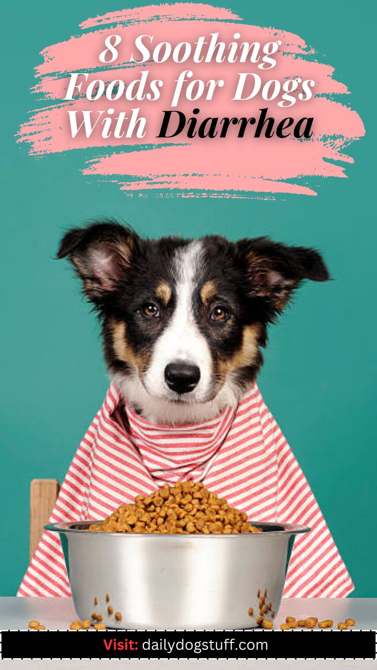 Foods To Help Dog Digestion, Bland Diet For Dog, Diahrea Remedies Food For Dogs, Dog Diaherra Remedies, What To Feed Dogs, Dogs Eating Grass, Meds For Dogs, Dog Bread, Puppy Time