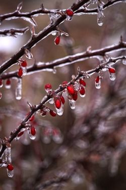 some red berries hanging from a tree with water droplets on it's leaves and branches