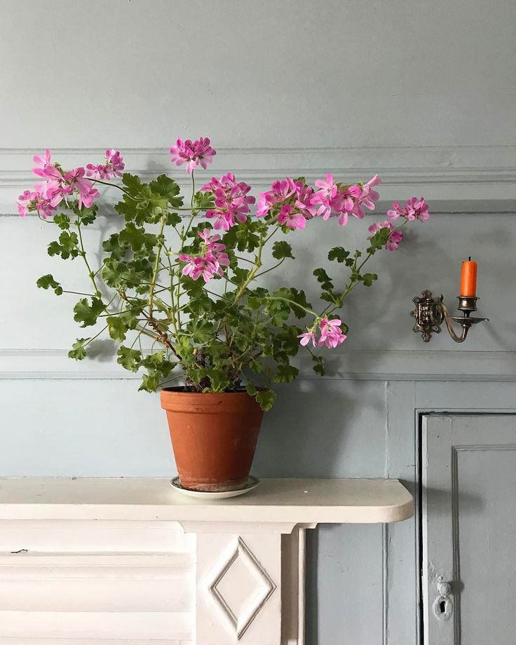 a potted plant sitting on top of a white table next to a wall light