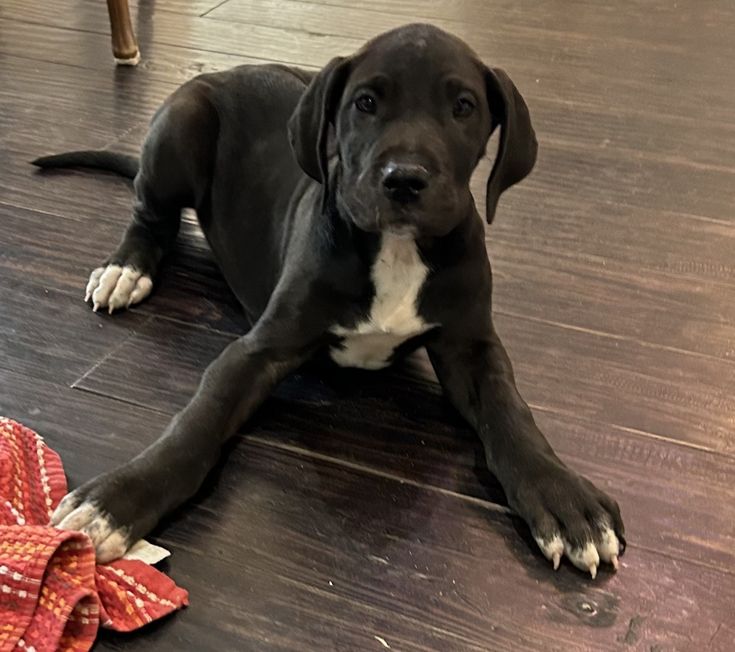 a black and white dog laying on top of a wooden floor next to a red blanket