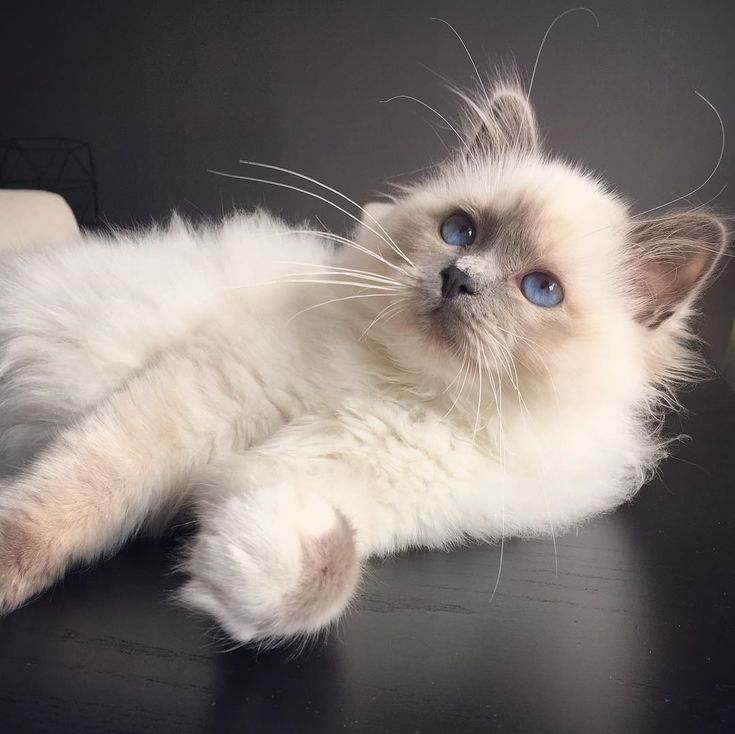 a white cat laying on top of a table