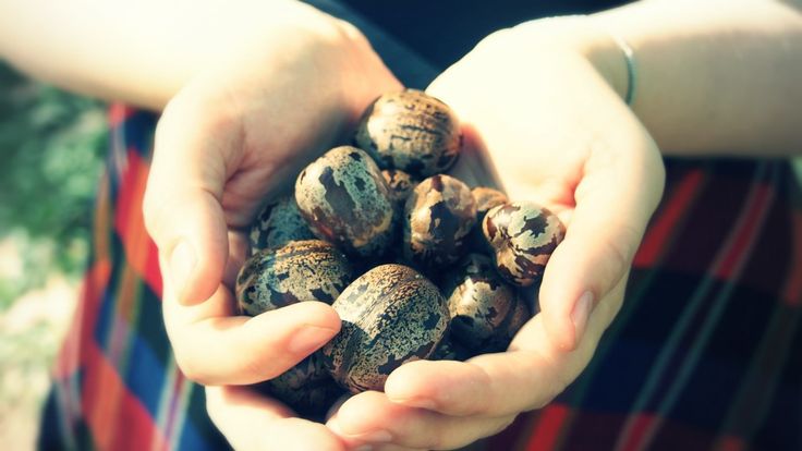 a person holding some nuts in their hands