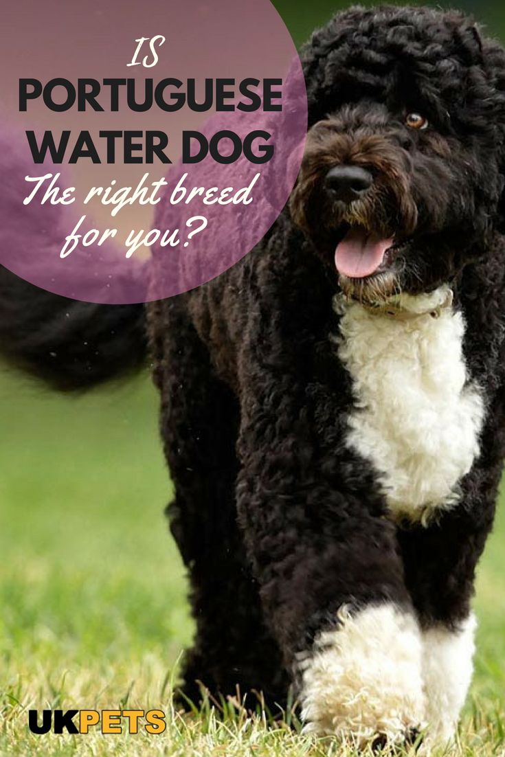 a black and white dog is walking in the grass with its tongue hanging out to it's side