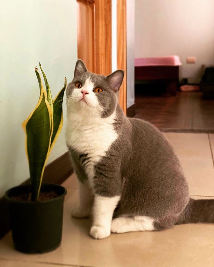 a grey and white cat sitting next to a potted plant