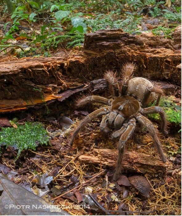 a large spider sitting on the ground in front of some rocks and grass with other plants