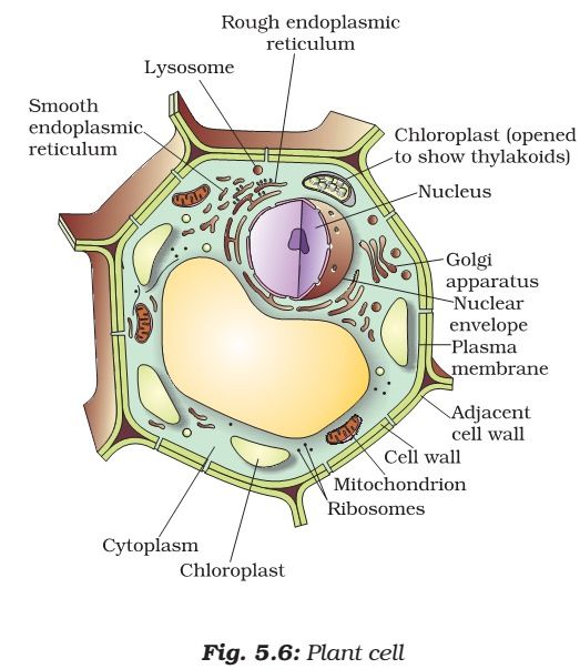 the structure of an animal's cell is shown in this diagram, with labels on it