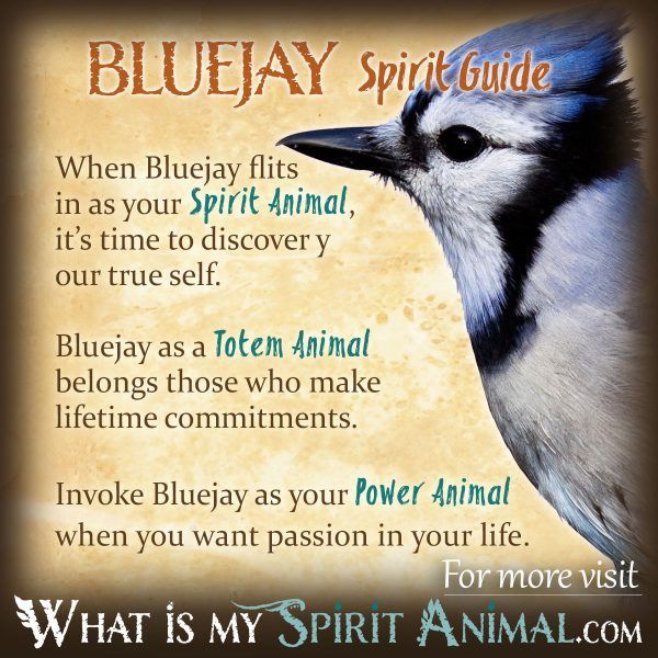 a bluejay bird with the words, what is my spirit animal written below it