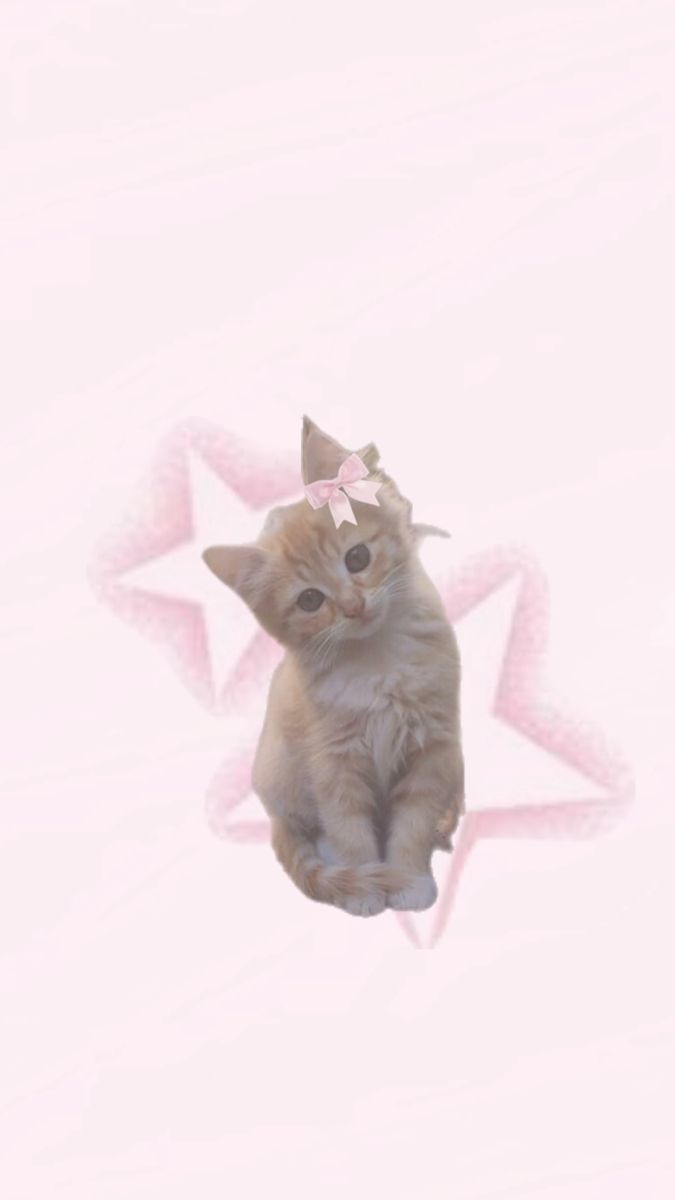 a small kitten sitting on top of a pink star