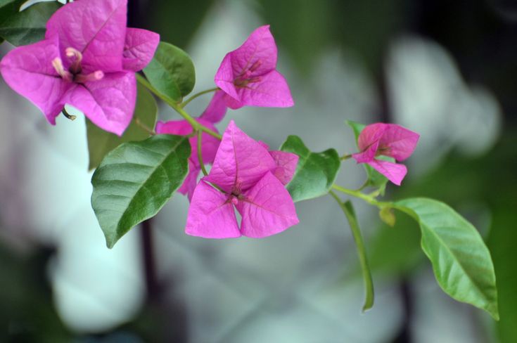 some pink flowers are blooming on a branch