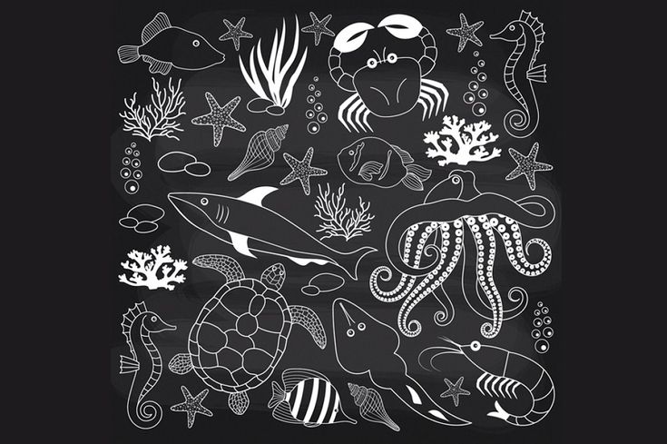 sea animals and fish drawn in chalk on a blackboard