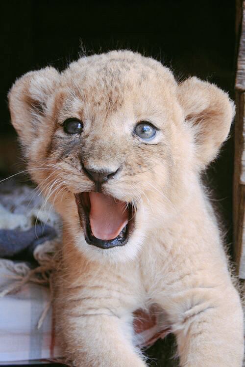 a young lion cub sitting on top of a table