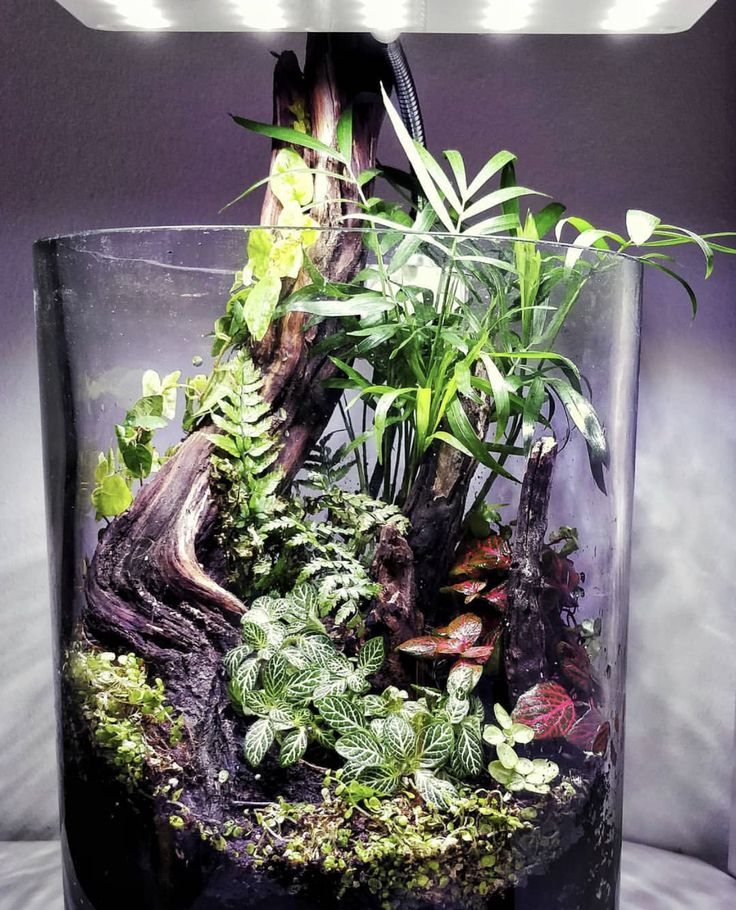 an aquarium with plants and rocks in it