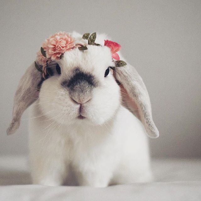 a white rabbit wearing a flower crown on its head