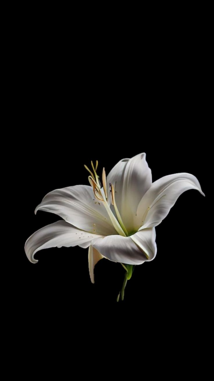 a white flower on a black background