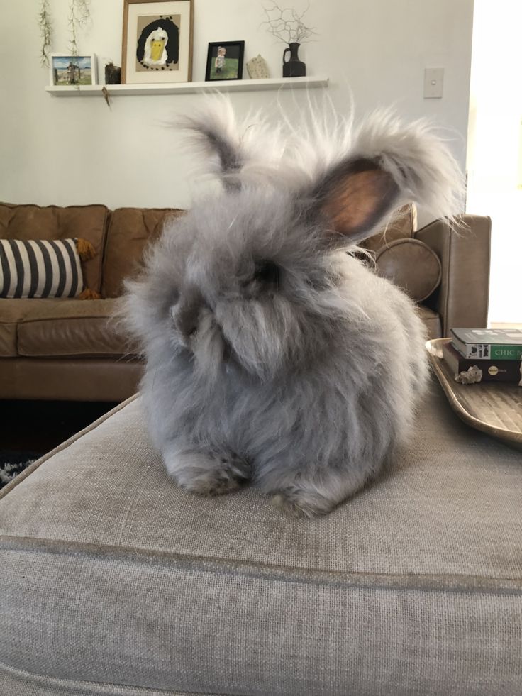 a rabbit sitting on top of a couch in a living room