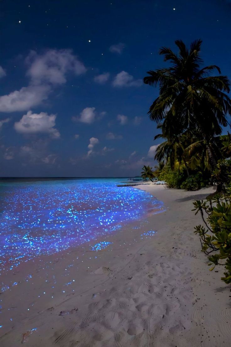 a beach covered in blue stars under a night sky with palm trees on the shore