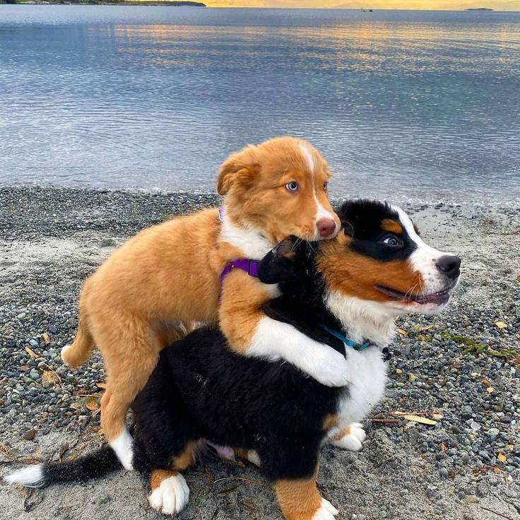 two dogs are sitting on the beach and one is hugging another dog's head