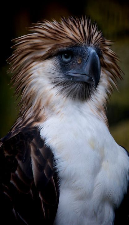 a close up of a bird with very long hair on it's head and eyes