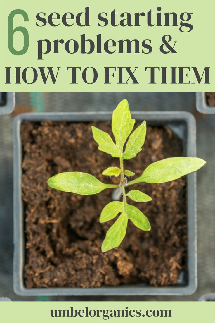 emerging seedling Leggy Seedlings, Starting Vegetable Seeds, Soil Blocks, Beginning Gardening, Straw Bale Garden, Jet Woodworking Tools, Planning Garden, Straw Bale Gardening, Growing Vegetables In Pots