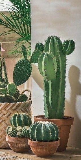 three cactus plants in pots on a table next to a mirror and wall hangings