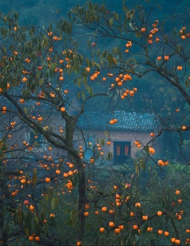 an orange tree in front of a house with lots of fruit hanging from it's branches