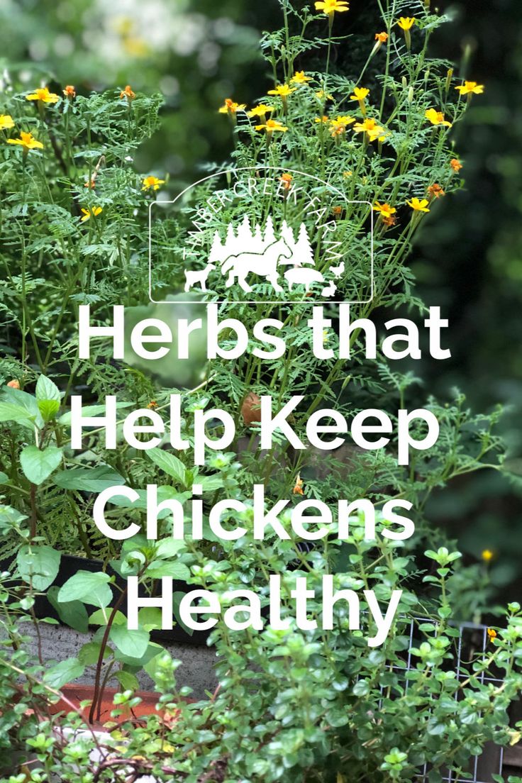 the words herbs that help keep chickens healthy are in front of some plants and flowers