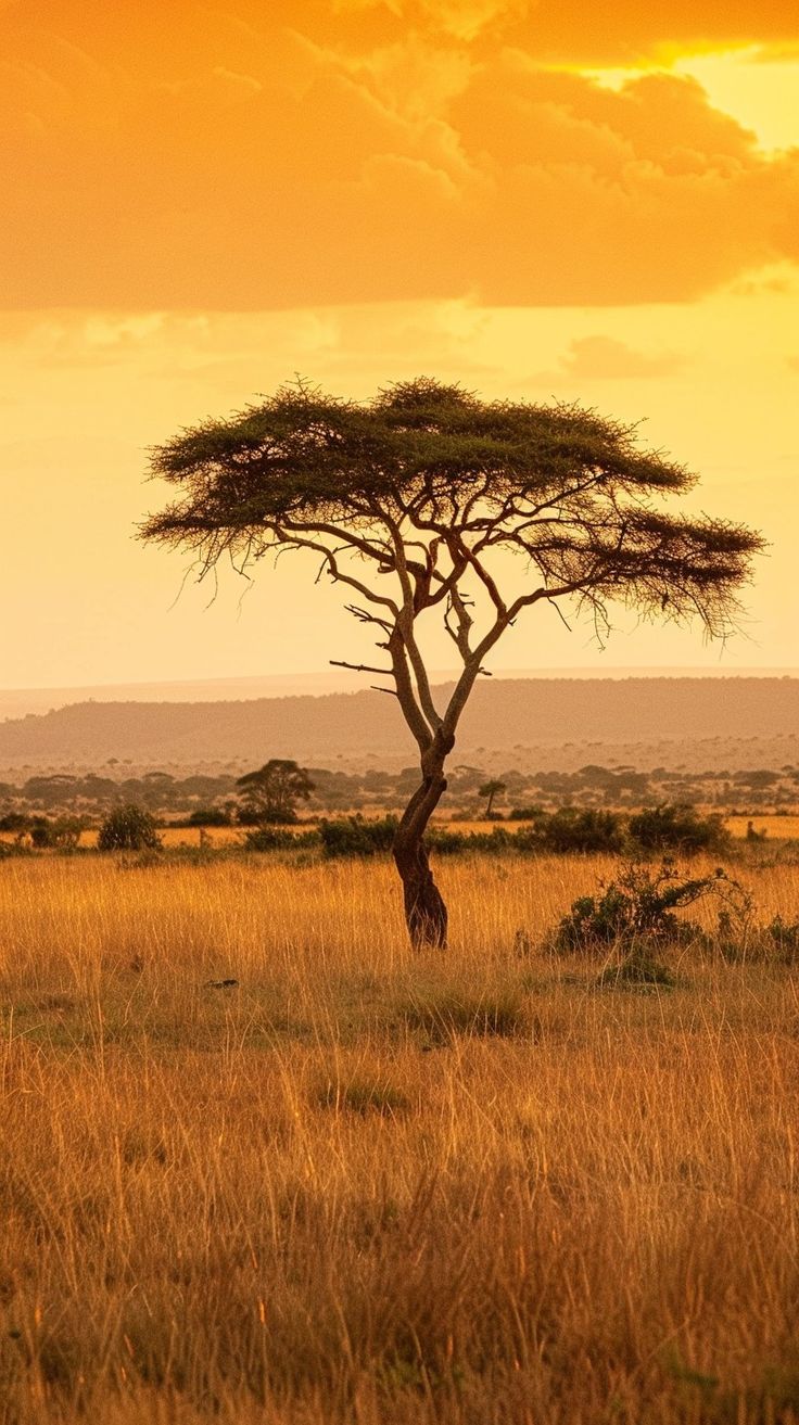 a lone giraffe standing under a tree in the middle of an open field