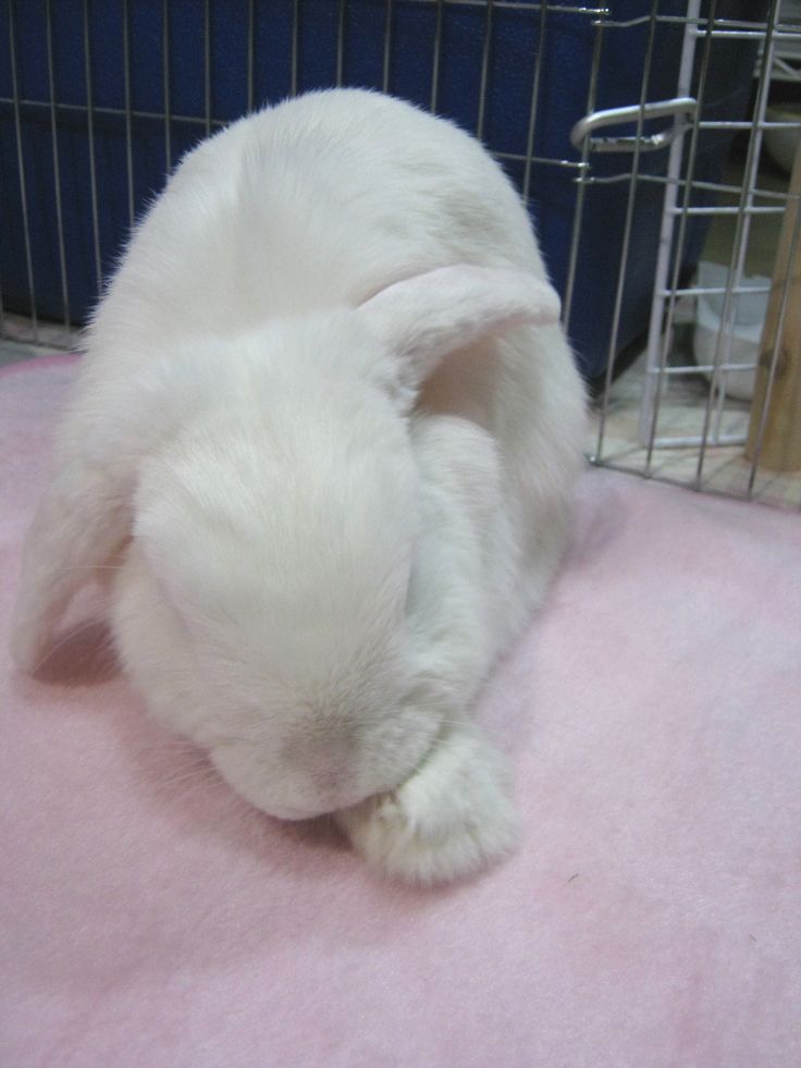 a small white rabbit sitting on top of a pink blanket in front of a cage