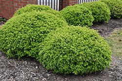 some very pretty green bushes in front of a brick building