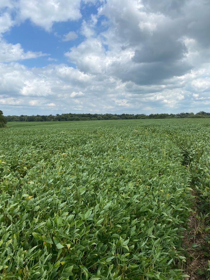 a large field full of green plants under a cloudy blue sky