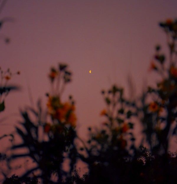 the sun is setting behind some trees and flowers