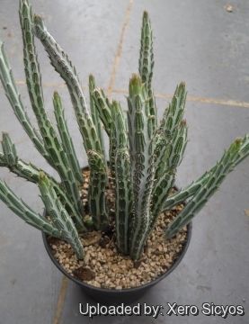 a small cactus in a black pot on the ground