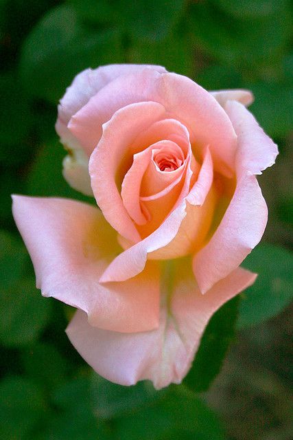 a pink rose with green leaves in the background