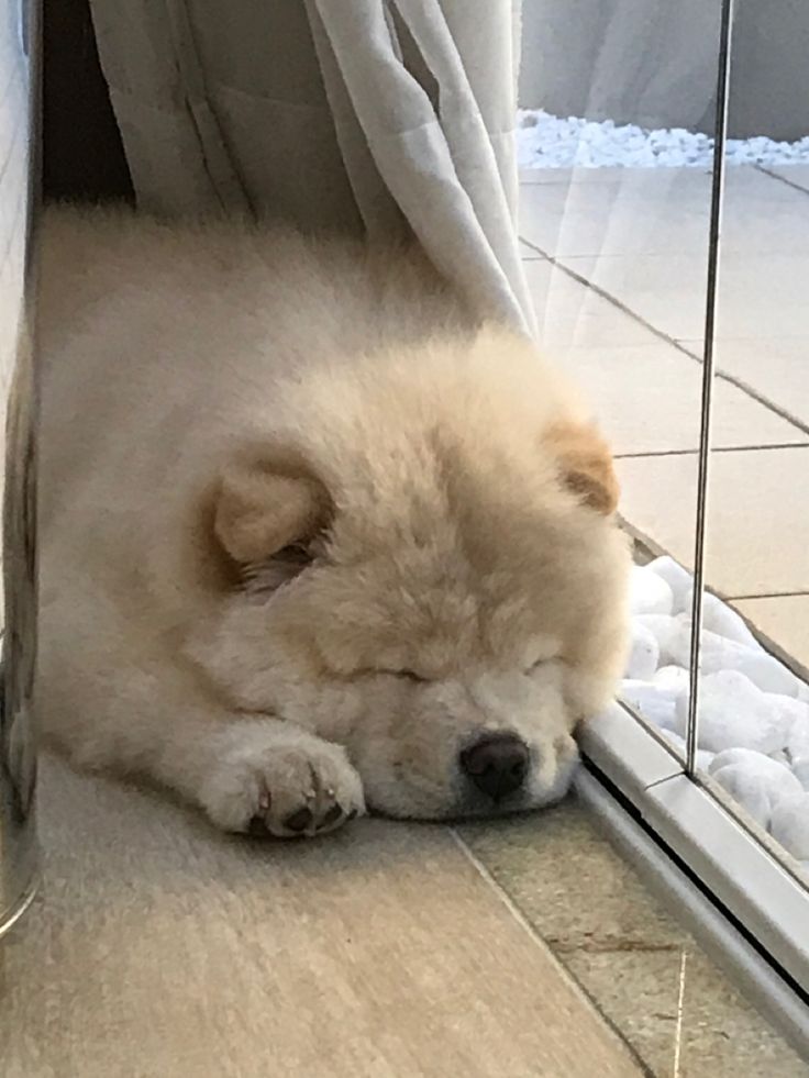 a small white dog laying on the floor next to a window with its eyes closed