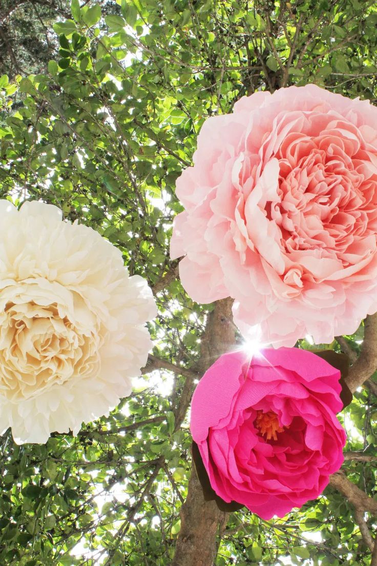 three large pink and white flowers hanging from a tree