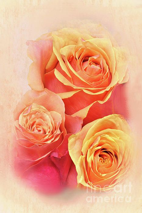 three yellow roses with pink petals on a white background