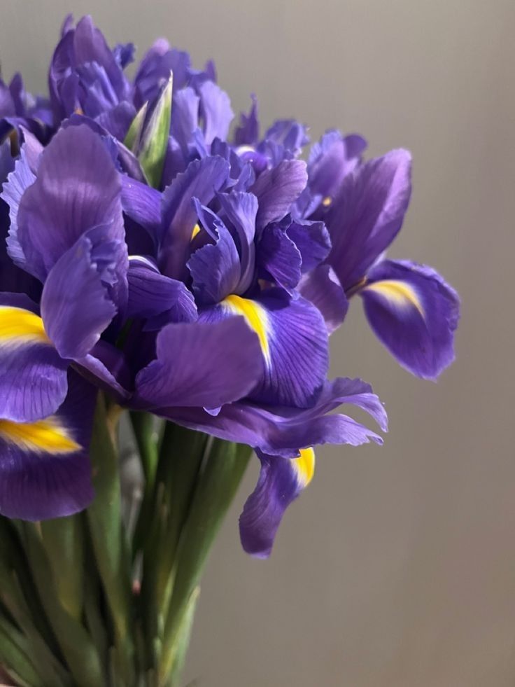 purple and yellow flowers in a vase on a table