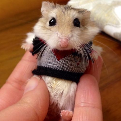 a small hamster in a sweater being held by someone's hand on a wooden floor